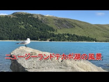 【女ひとり旅】ニュージーランド テカポ湖