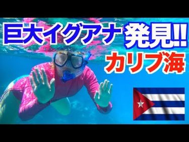 【キューバ旅】カリブ海で野生の巨大イグアナに遭遇！【アメリカ大陸縦断 #11】