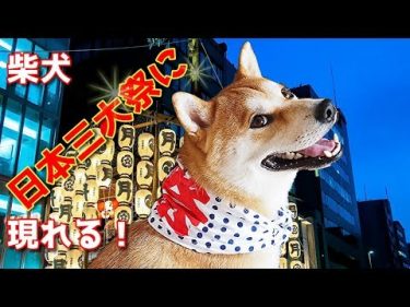 【京の柴犬】祇園祭2019で海外観光客に撮られまくる、柴犬てんちゃん！　太郎の犬モノガタリ＃１４３