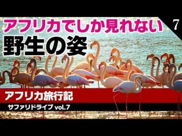 動物好きな方、必見！タンザニアの動物を集めました 【アフリカ旅行記　Vol.7】